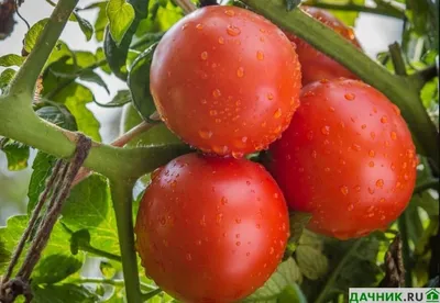 Принцесса Катя сорт томата – купить за 70 ₽ | Freshtomat.ru