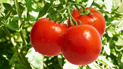 Семена Томат Красный Петух - купить по выгодной цене | Урожайка