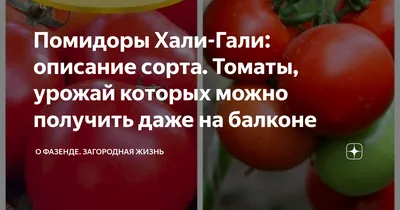 Семена Помидоры Хали-Гали F1, 15 штук - купить в ОМА
