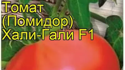 Томат Хали-Гали F1 семена купить ( детерминантный, ранний) Элитный ряд,  цена в интернет-магазине Супермаркет Семян