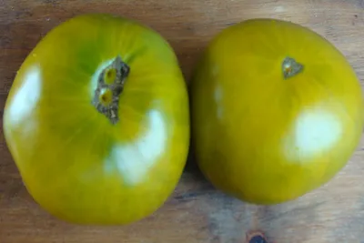 Томат КИВИ 🥝🍅Наш экзотический сорт. | Агрофирма Аэлита | Дзен