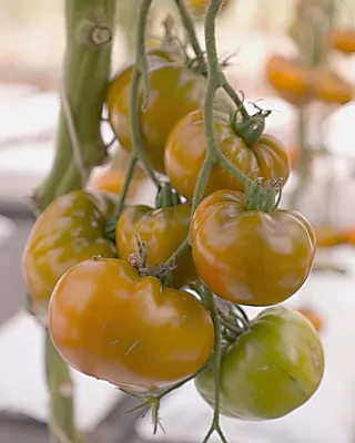 Фотография Томаты Кукуруза Киви Клубника Овощи Продукты питания