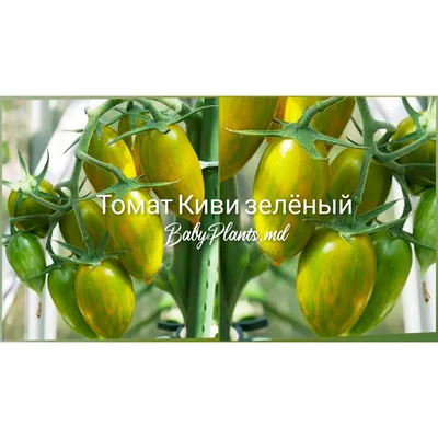 Томат Чероки зелёный (Cherokee Green)