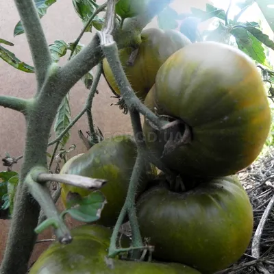 Томат КИВИ 🥝🍅Наш экзотический сорт. | Агрофирма Аэлита | Дзен