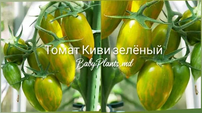 помидор нарезанный киви яблочный виноград айсберг пахта салат дракон фрукты  Стоковое Фото - изображение насчитывающей дракон, кудряво: 221580904