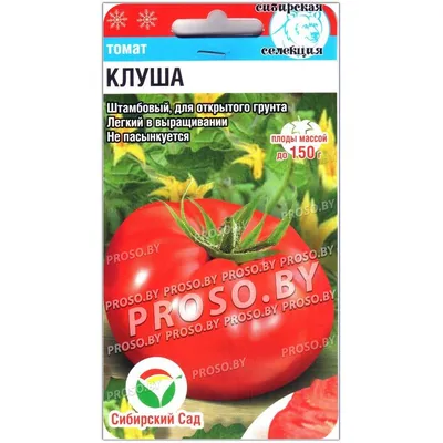 Помидоры клуша фото фотографии