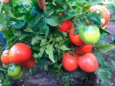 Томат Колхозница, 20 шт., купить в интернет магазине Seedspost.ru