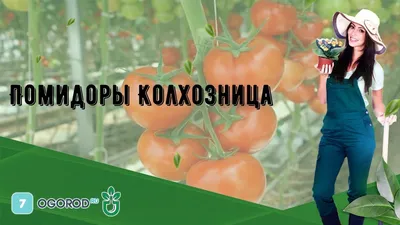 3 лучших томата для посева... - Семена почтой - seedspost.ru | Facebook