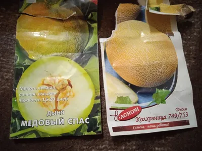 Дыня Колхозница - Альбомы - tomat-pomidor.com