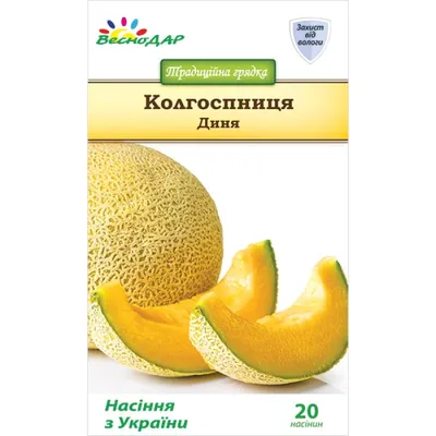 Дыня Колхозница Аэлита - «Дыня Колхозница один из самых популярных сортов.  Выращивала в открытом грунте.» | отзывы