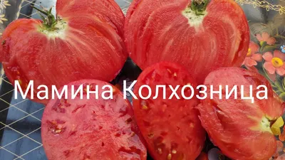 Сорт Мамина колхозница - YouTube
