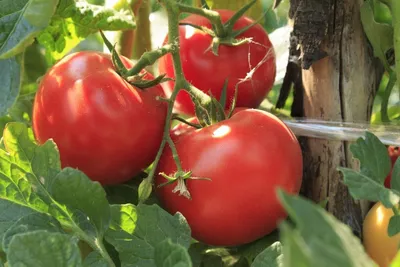 Томат - Колхозная королева Супер урожайность и вкус. Два в одном.