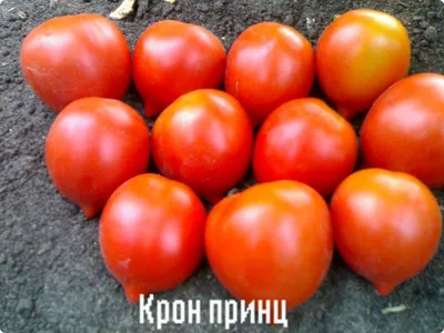 Купить Семена - Томат Крон принц, 0,1 г. ❱❱ ТД Дарвин ❰❰❰