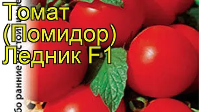Томат Кронпринц - фото урожая, цены, отзывы и особенности выращивания