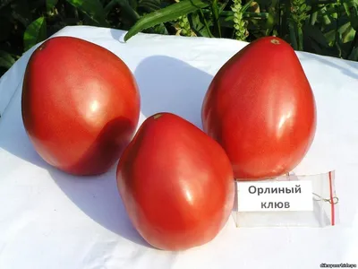 Томат Свиная отбивная Мязина