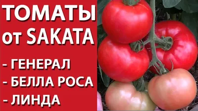 Томат Линда F1 10шт Знакомый Вкус купить в Доме Семян