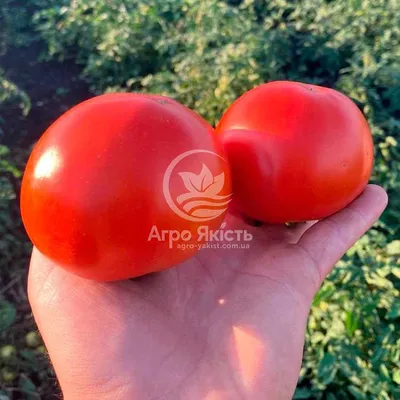 Семена Томат Линда F1, 8шт, AgroElita, Sakata(3 упаковки) — купить в  интернет-магазине по низкой цене на Яндекс Маркете