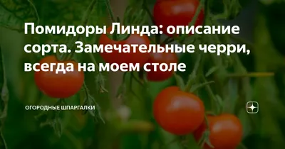 Помидоры свежие с поля.сорт Линда (id 3068148), купить в Казахстане, цена  на Satu.kz