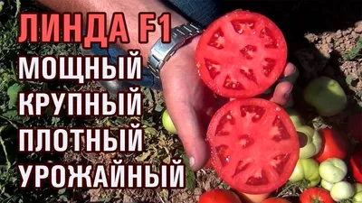 Семена томата Линда Красная карликовый 0,1 г Весна – фото, отзывы,  характеристики в интернет-магазине ROZETKA от продавца: АГЦВіК | Купить в  Украине: Киеве, Харькове, Днепре, Одессе, Запорожье, Львове