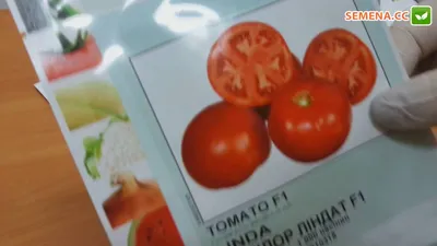 Семена Томат Линда Балконный 0,1 г купить в Украине с доставкой | Цена в  Svitroslyn.ua