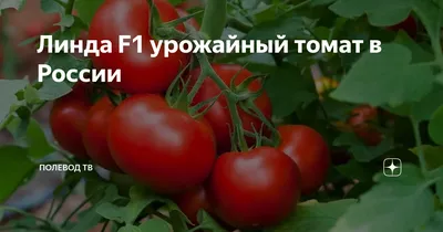 Томат Линда F1 семена купить ( детерминантный, среднеспелый) Sakata, цена в  интернет-магазине Супермаркет Семян