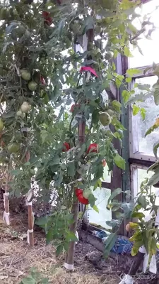 Томаты Биотехника Томат крупноплодный_4606362030103 - купить по выгодным  ценам в интернет-магазине OZON (325258058)
