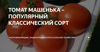 Отзыв о Семена Биотехника томат \"Машенька\" | Машенька не подвела