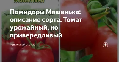 ТОМАТ МАШЕНЬКА – ПОПУЛЯРНЫЙ КЛАССИЧЕСКИЙ СОРТ | ➡️агровикипедия,  энциклопедия агро и сельское хозяйство | Дзен