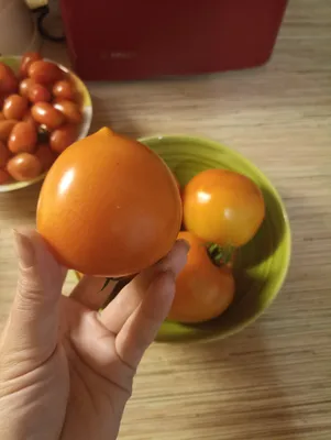 Помидоры Гном Дерзкая Машка — Tomato Dwarf Saucy Mary | Дом Помидоров -  Помидом