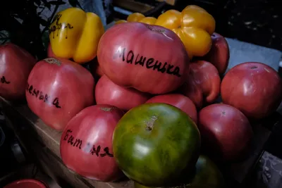 Томат Машенька семена купить ( индетерминантный, ранний) GL Seeds, цена в  интернет-магазине Супермаркет Семян