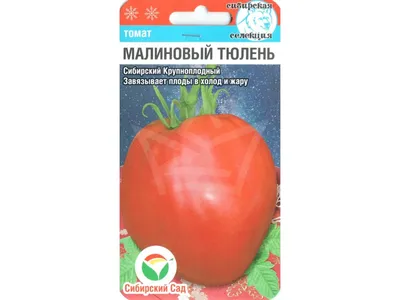 Советы Маши Помидоркиной: зачем надо снимать томаты зелеными