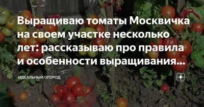 Томаты Агрофирма Аэлита черри_вн001 - купить по выгодным ценам в  интернет-магазине OZON (525272166)