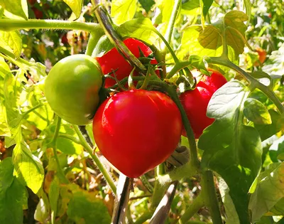 Зеленые помидоры купить в Fruitonline