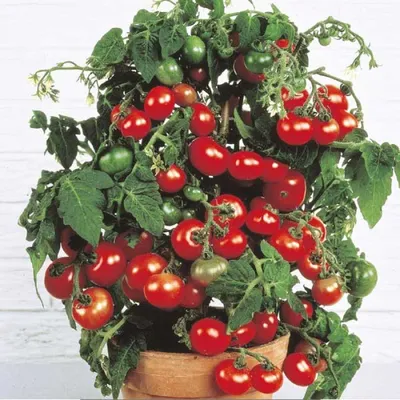🍅Как вырастить помидоры и огурцы на подоконнике. Горшки и грунт для  огорода на подоконнике