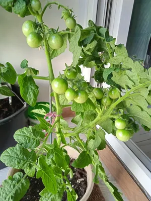 ✓ Семена Томат Балконное чудо, 0,05г, Гавриш, Урожай на окне по цене 30  руб. ◈ Большой выбор ◈ Купить по всей России ✓ Интернет-магазин Гавриш ☎  8-495-902-77-18