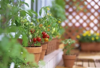 Happy Plants Подарочный набор для выращивания в горшке Томат черри - « Помидоры на подоконнике. Почти собрала урожай 🍅 Но кто виноват в этом  «почти» я так и не поняла.» | отзывы