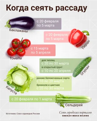 Кто садит помидоры на рассаду в январе и зачем. Благоприятные дни по  лунному календарю в 2024 году