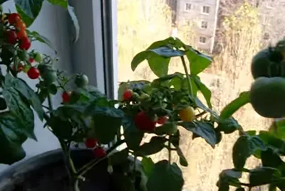 Пасынковать помидоры на подоконнике или нет?