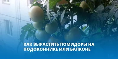 Помидоры на подоконнике | Пикабу