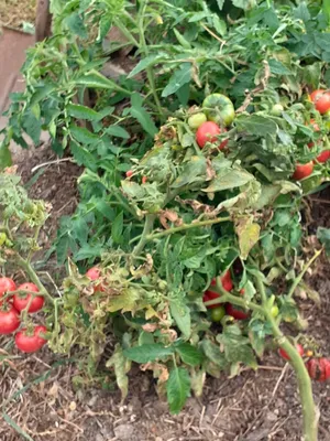 Как сделать шпалеру для помидор - Agro-market