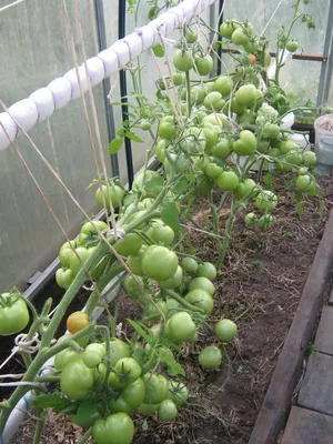 Как сделать шпалеру для помидор - Agro-market