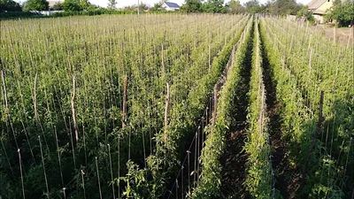🍅Рассада помидоров: высадка в теплицу, полив и подкормка. Подкормка и  полив рассады