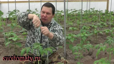 Как растут мои помидоры? На шпалере, конечно!