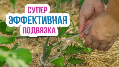 Вернер F1 - розовый биф томат, купить в Добрые Семена.ру
