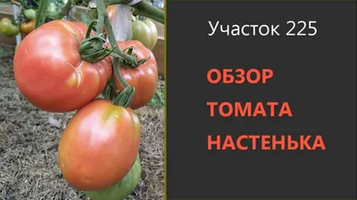 Семена Томат \"Настенька\", 0,05 г (5486114) - Купить по цене от 52.00 руб. |  Интернет магазин SIMA-LAND.RU