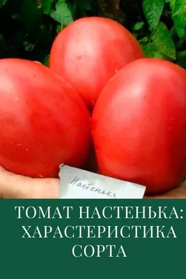 Томат Настенька семена купить ( детерминантный, среднеспелый) Элитный ряд,  цена в интернет-магазине Супермаркет Семян