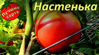 Настенька, Сливовидно-овальные томаты