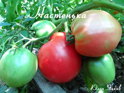 Семена Элитсортсемена Томат Настенька 0,1г ❤️ доставка на дом от магазина  Zakaz.ua