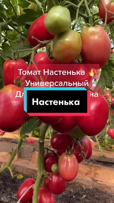 САМЫЙ УРОЖАЙНЫЙ НИЗКОРОСЛЫЙ СОРТ ТОМАТА НАСТЕНЬКА ВИДЕООБЗОР. Ольга Чернова  5 июля - YouTube