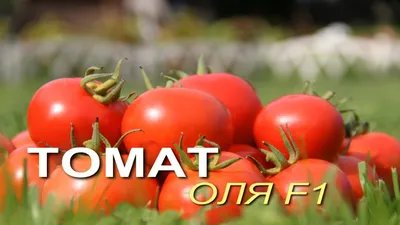 Сорт томатов - Ольга - Супер урожайный крупноплодный красный сорт.